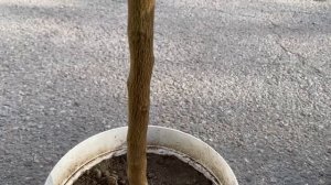 Цитрон Пиррето обзор