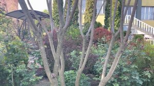 Скумпия кожевенная Golden Spirit. Причины усыхания Royal Purple