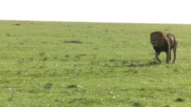 Рык льва/ Как рычит лев/Рычание разных львов и львиц/ Львиные нежности, как лев ухаживает за львице