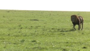 Рык льва/ Как рычит лев/Рычание разных львов и львиц/ Львиные нежности, как лев ухаживает за львице