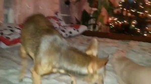 Той терьер уже СИЛЬНО хочет на вязку)))