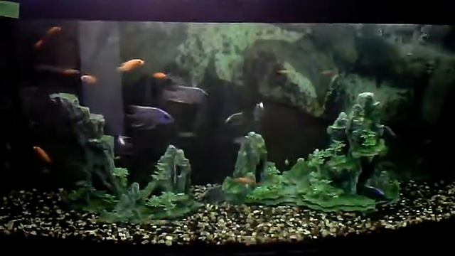 аквариум 220 л.3gp смотреть онлайн