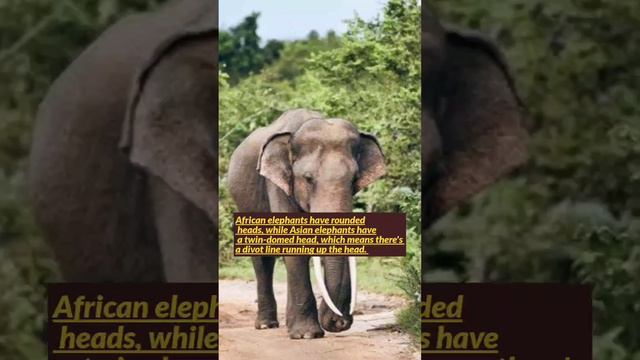 Asiatic vs African elephant|test your knowledge.