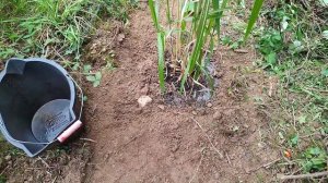 Transplanting Miscanthus Giganteus & Repotting the Ginger plants.