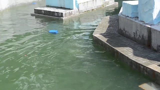 белый медведь плавает смотреть онлайн