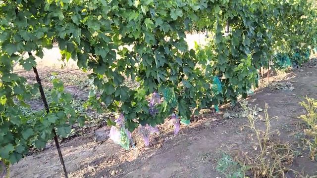 9 апреля 2021 г. Персики 2020 г . Нектарин выращенный из косточки. смотреть онлайн