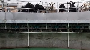 Коровы на доильном зале Карусель