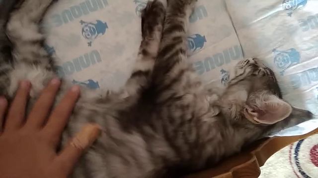 Сладкий сон БАЙРОНА. смотреть онлайн