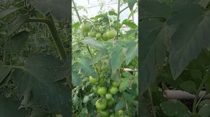 томат Толстый монах, Добрый, Ляна розовая, Черный Крым