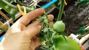 сортовой томат КРЫМСКАЯ ПИМПОЧКА обзор