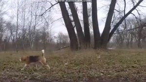 БИГЛЬ,ПИТАНИЕ,СОДДЕРЖАНИЕ И.Т.Д