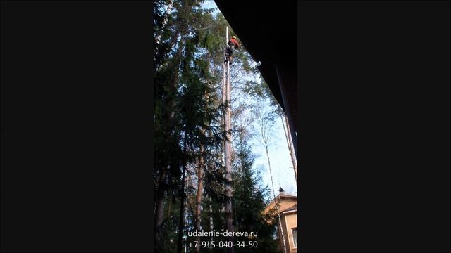 Удаление дерева по частям (сухая сосна).mp4