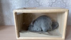 Как и в чем купать шиншиллу? | КАКОЙ ПЕСОК САМЫЙ ЛУЧШИЙ? |