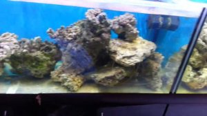 Живые камни для морских аквариумов