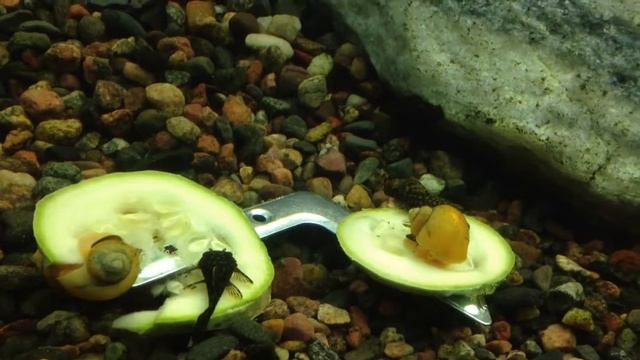 Анциструсы и ампулярии едят кабачок смотреть онлайн