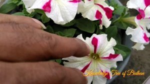 শীতের বৃষ্টিতে পিটুনিয়ার পরিচর্যা | How to protect petunia from rain