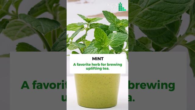 Herbs you can grow indoors || The Easiest Herbs to Grow Indoors смотреть онлайн