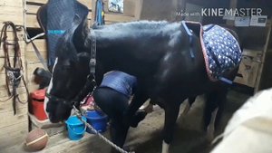 Влог\упала с лошади?!