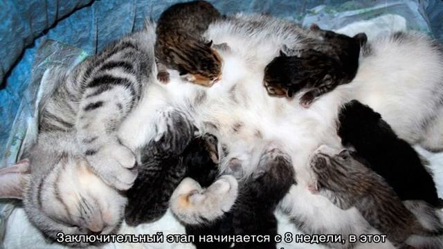 Сколько длится беременность у кошек: продолжительность смотреть онлайн