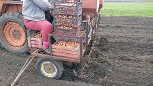 Барабанная самодельная картофелесажалка 2 га в день
