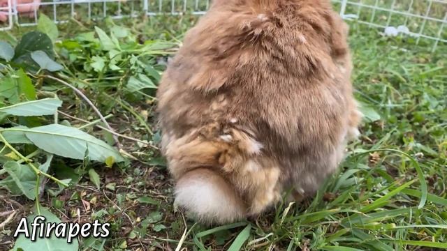 ВОЛШЕБСТВО/ ВЫГУЛИВАЕМ КРОЛИКОВ/ ДЕКОРАТИВНЫЙ КРОЛИК