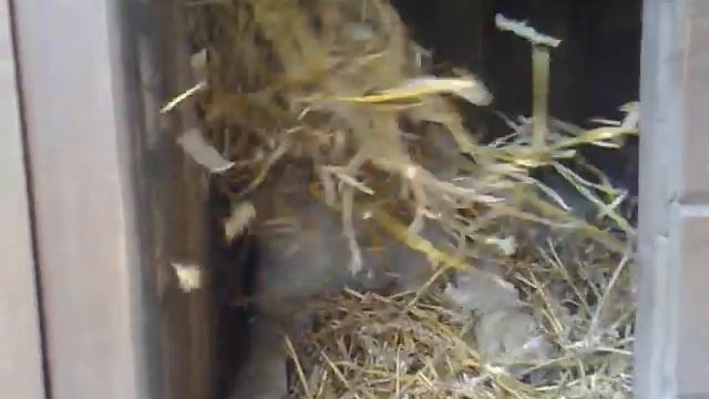 новодит порядки в будке смотреть онлайн