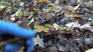 Armillaria tabescens (gheba fară inel, opintici, ringless honey fungs, muschroom root rot)