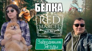 Марсик охотится на белку | Тосик запасается ягодой, я бегаю от комаров | Типичный день в Сибири