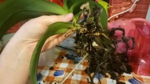 Как спасти орхидею??????