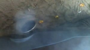 Infiniti fx35 После кап ремонта дымит