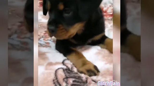 Ротвеллер Берта💕Щенок ротвелера.