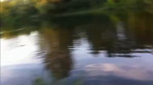 Нападение бобров