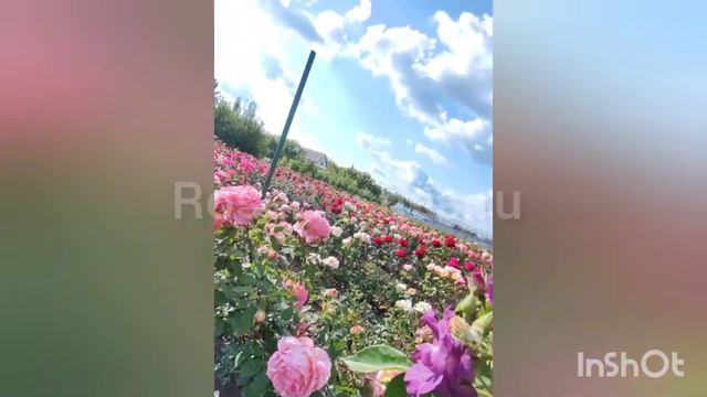 Джубили Селебрейшн и другие прекрасные розы☺️🥰🥰🥰 RoseBushes.ru