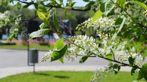 КП Петровское Парк - как всё начиналось