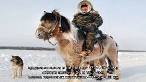 Якутские лошади – порода из глубины веков