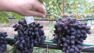 Виноград Академический, Академик Авидзба, Памяти Дженеева (Пузенко Н.Л.)