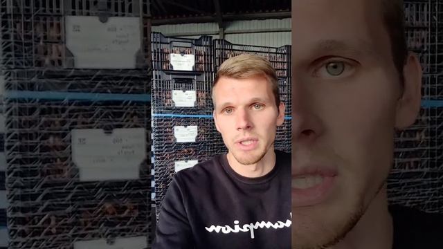 Луковица тюльпана на выгонку смотреть онлайн