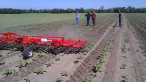 Борона штригельная. борона пружинная. Боронование подсолнуха. AEROSTAR 1200 от EINBÖCK