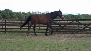 Sabrina - 2 year old filly by Sandro Hit x Rubin Star N