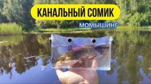 #мормышинг | Канальный сомик спиннингом на мормышку |