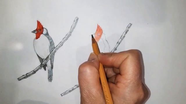 Cardinal oatmeal bird. Draw together/Птица Кардинал овсянковый. Рисуем вместе