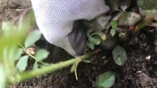 Как отличить розу от шиповника смотреть онлайн