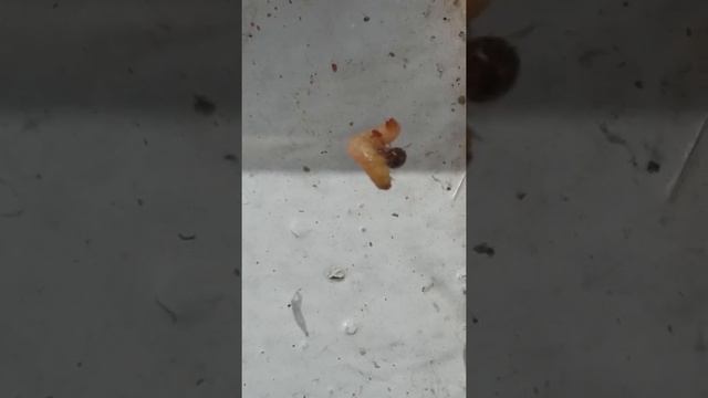 Паук против гусеницы смотреть онлайн