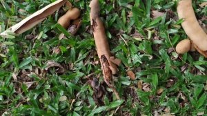 Does Tamarind (Tamarindus indica) really do poorly in moist tropical Borneo?