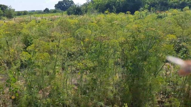 В гостях у деда. Огород в конце июля. смотреть онлайн