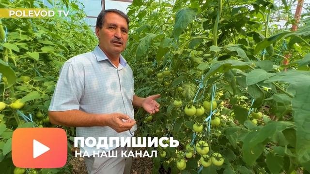 БОЛЕЗНИ ТОМАТОВ! #болезнитоматов #фитофтороз #томаты #мучнистаяроса #вершиннаягнильтоматов