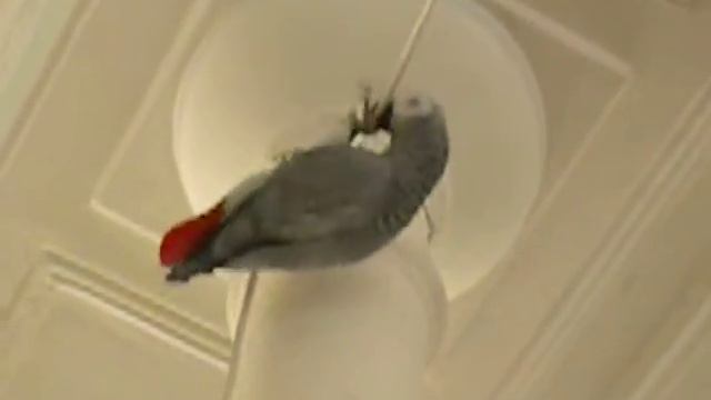 Жако жжет! смотреть онлайн