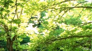 Kamil Celilov - Sur ahengi /yeni/