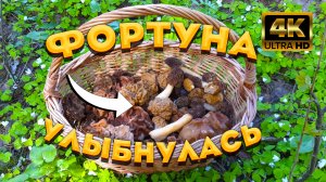 ? ЧУДО находка, не ожидал встретить их на своем пути ? Сморчок конический и сморчковая шапочка ?