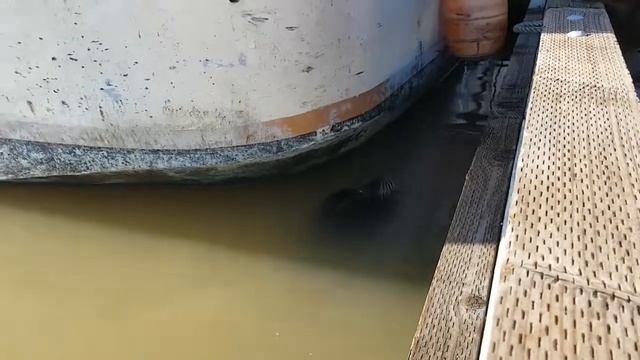 Девочку утащили в воду , а отец не растерялся и прыгнул за ней смотреть онлайн